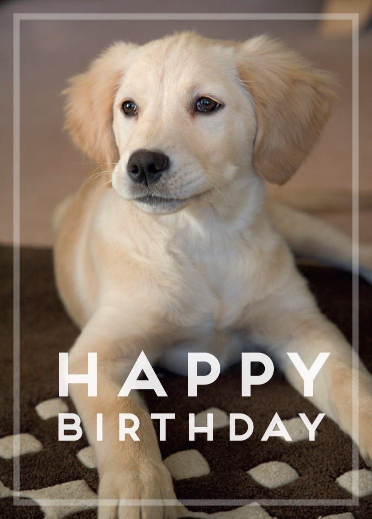 Birthday Card Golden Retriever Puppy