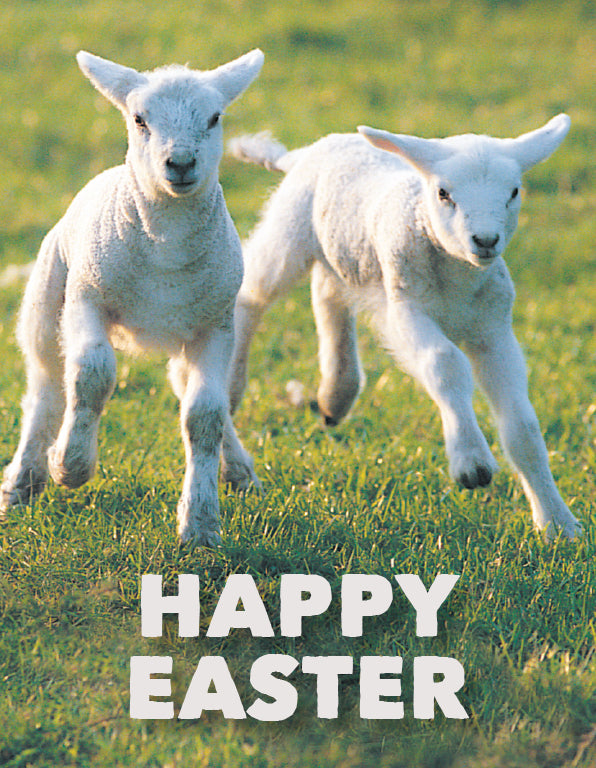 Easter Card - Gambolling Lambs (pack of 4) – Leonard Smith