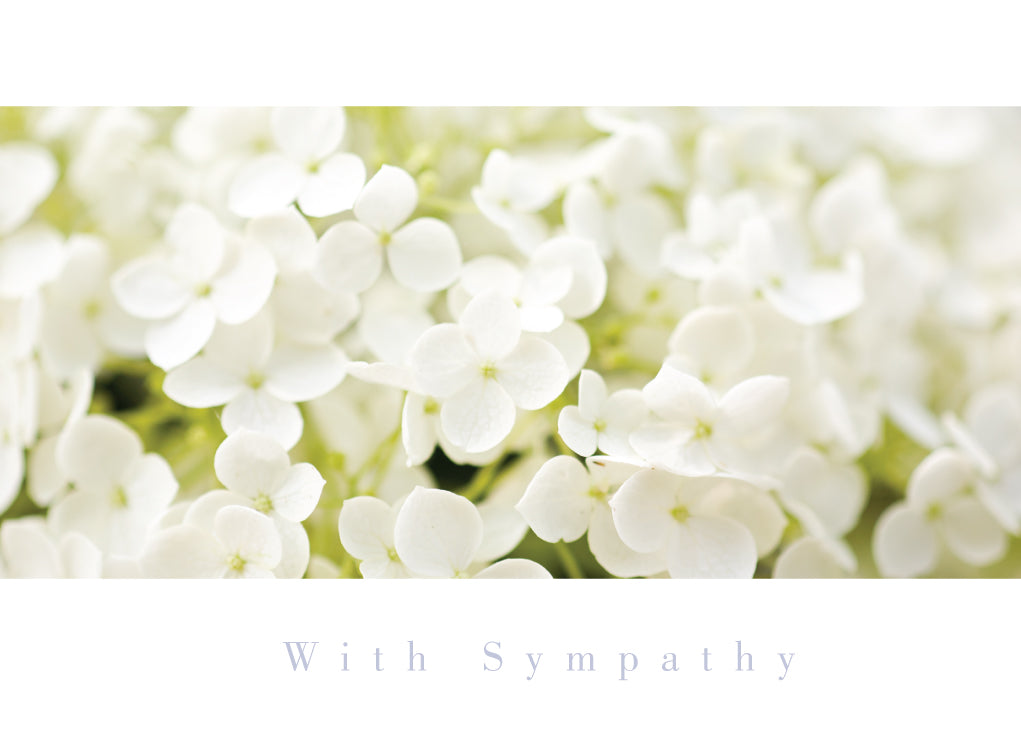 Sympathy Card - White Hydrangea