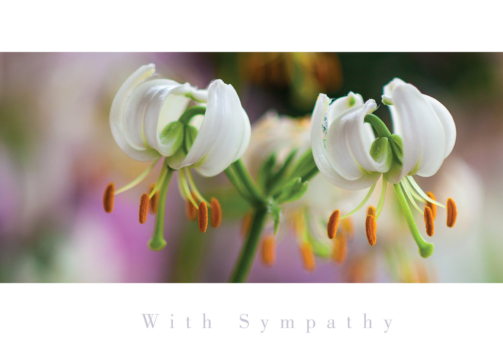 Sympathy Card - Close-up White Lilies