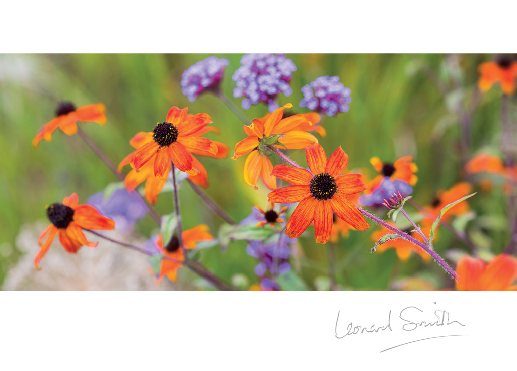 Blank Card - Rudbeckia/Verbena