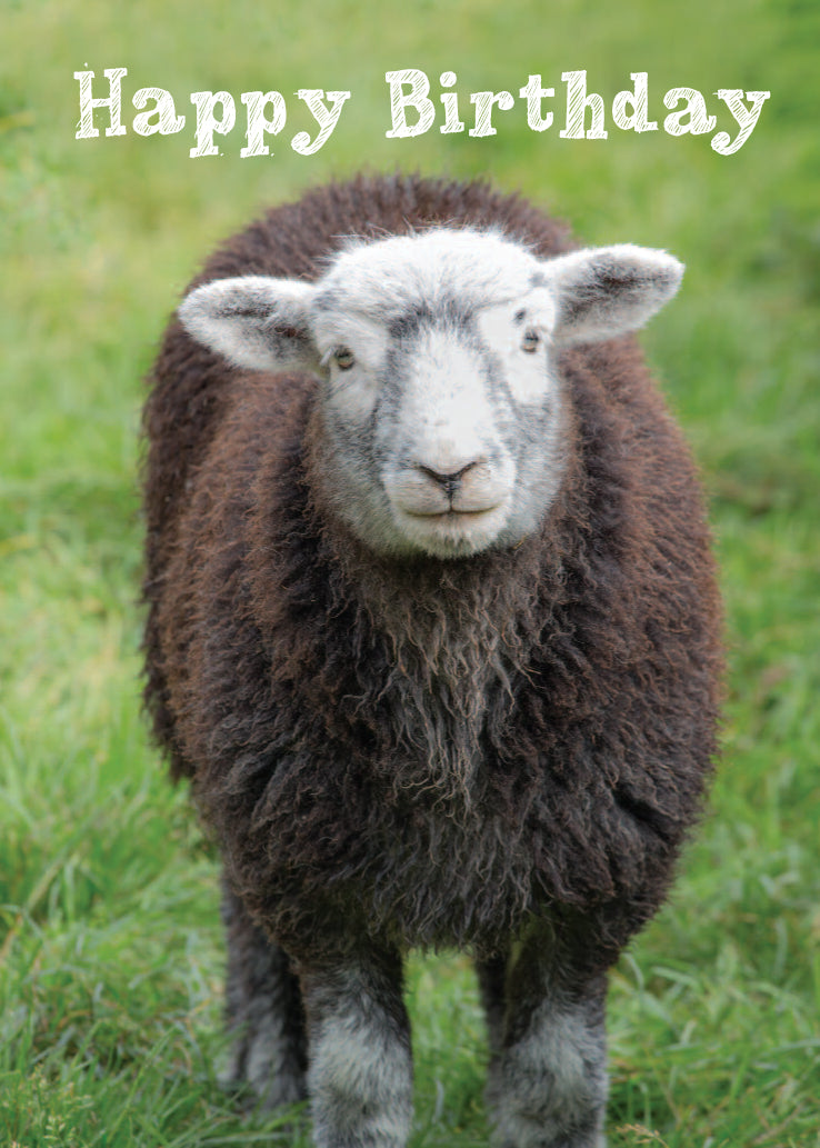 Birthday Card - Herdwick Sheep