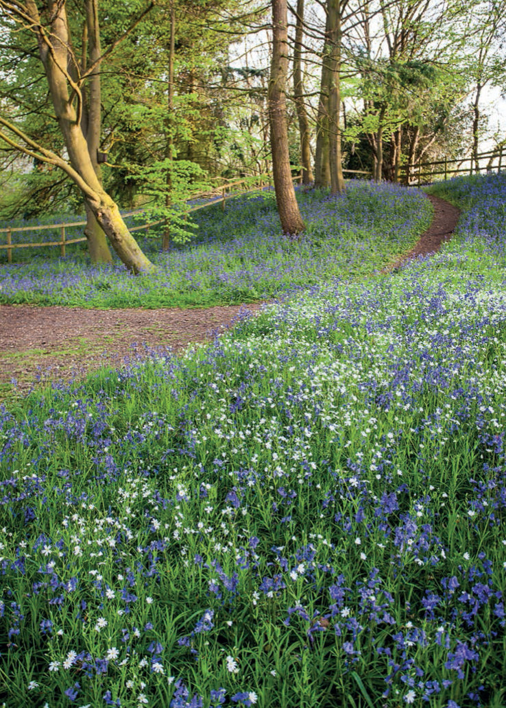 Blank Card - Bluebell Wood