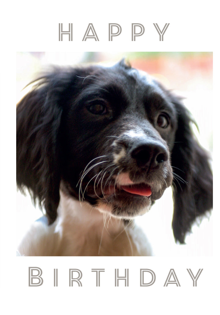Birthday Card - Cocker Spaniel