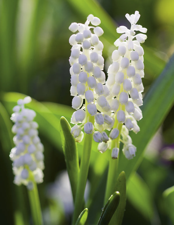 Blank Card - White Muscari