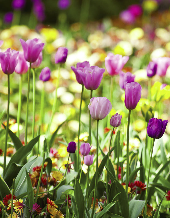 Blank Card - Pink Tulips