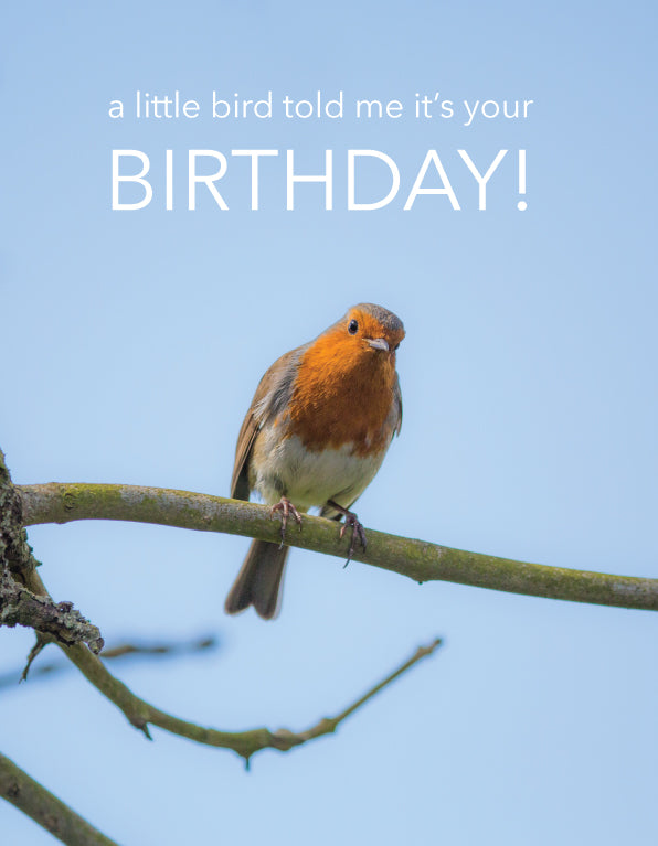 Birthday Card - Robin On Branch
