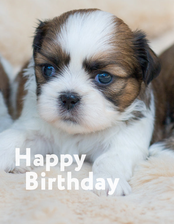 Birthday Card - Shiatsu Puppy