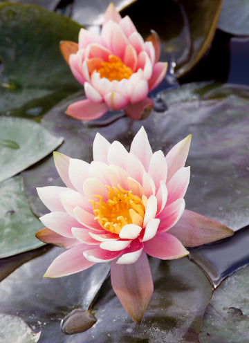 Blank Card - Pink Waterlilies