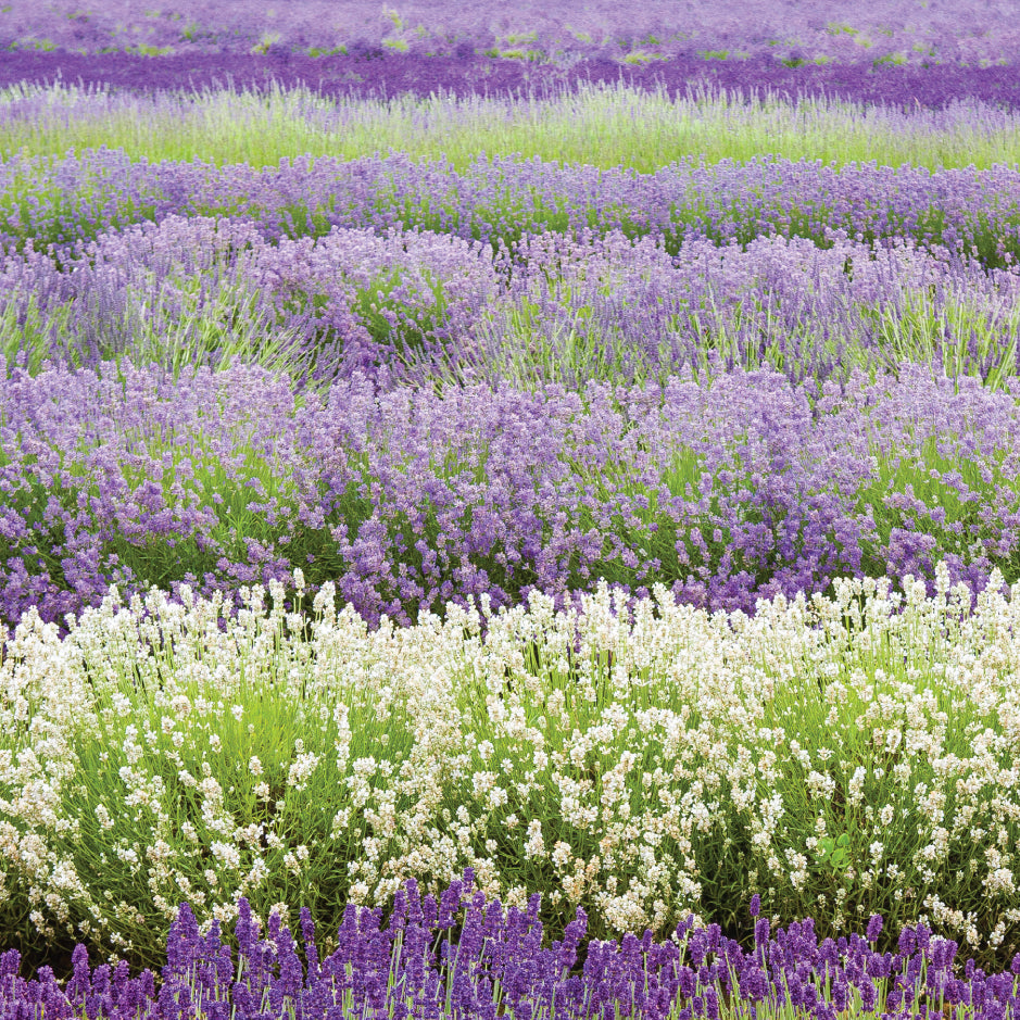 Birthday Card - Lavender Field Close Up