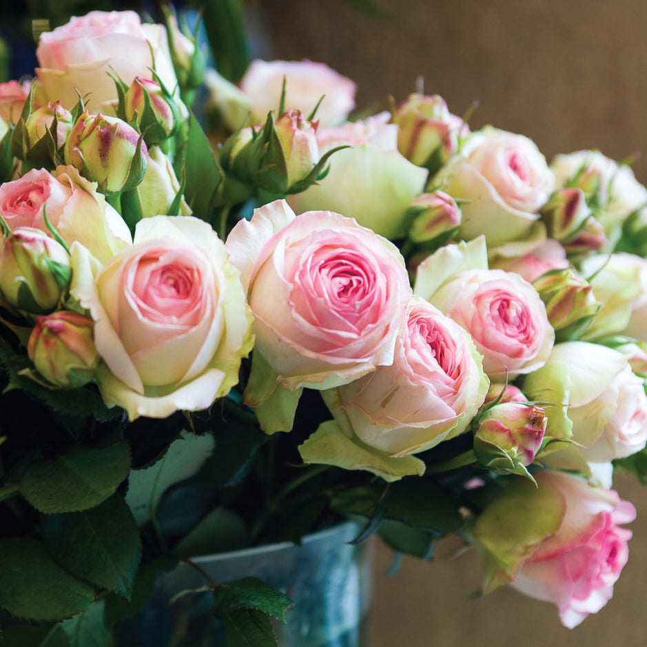 Blank Card - Parisian Roses