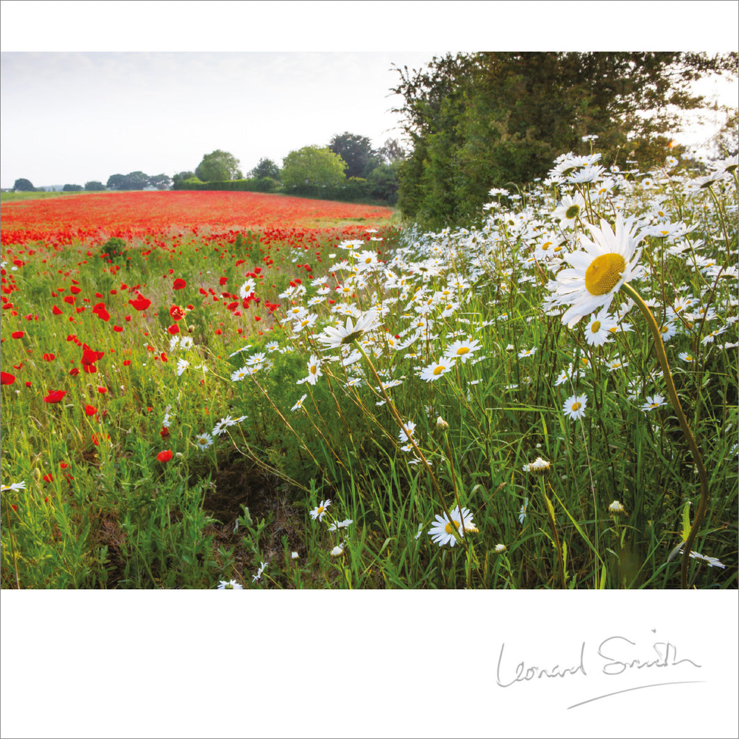 Blank Card - Poppies and Daisies