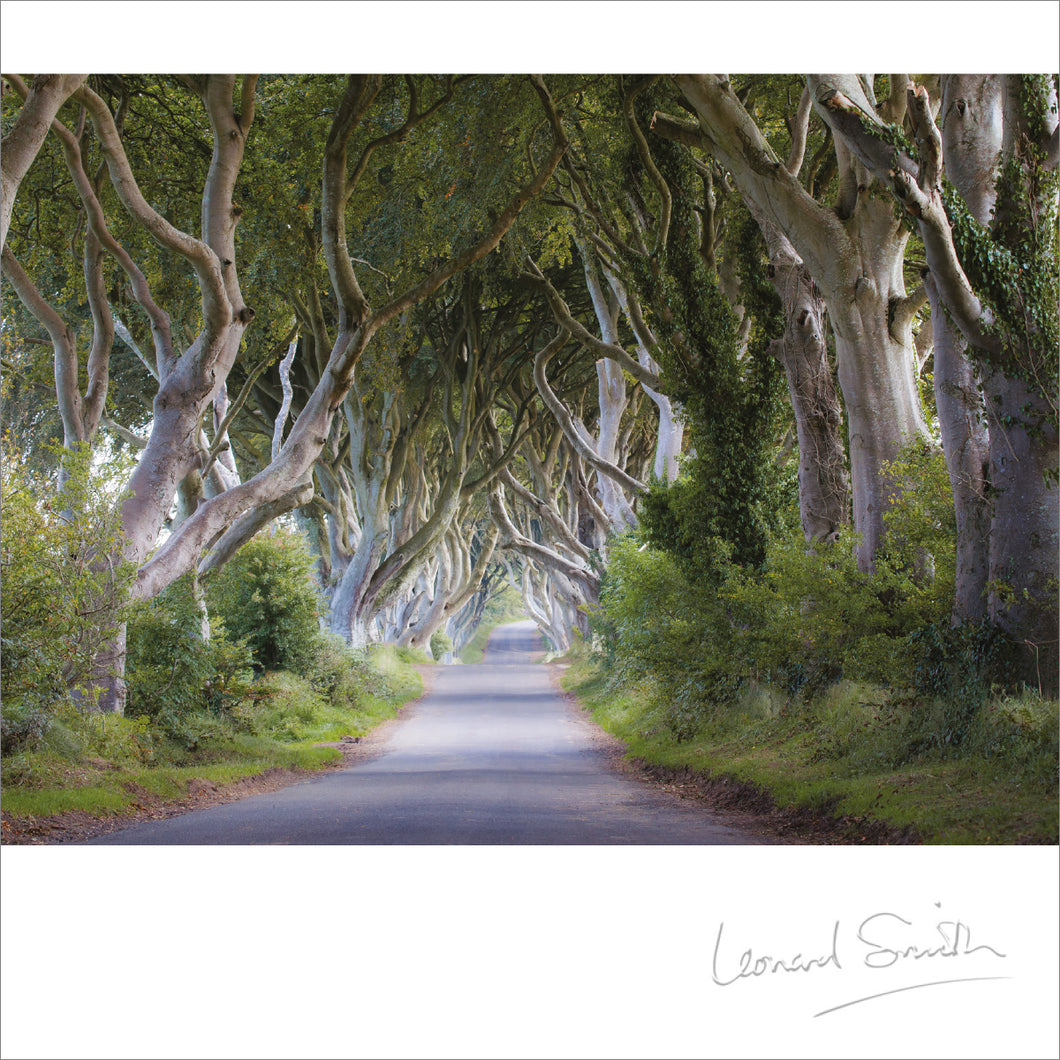 Blank Card - The Dark Hedges