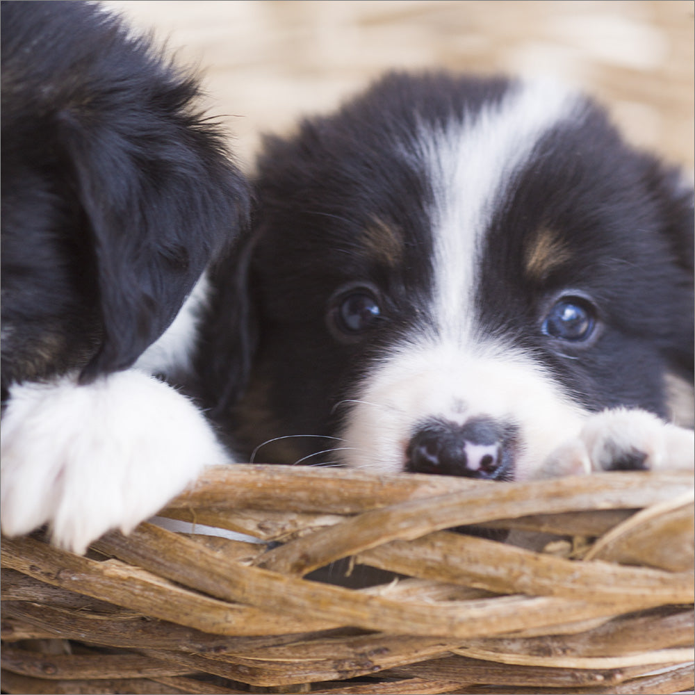 Blank Card - Puppy in Basket