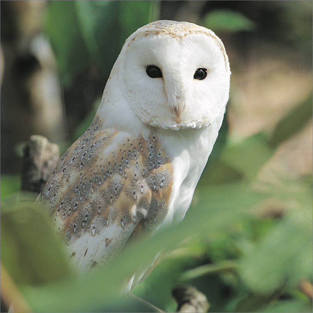 Blank Card - Barn Owl