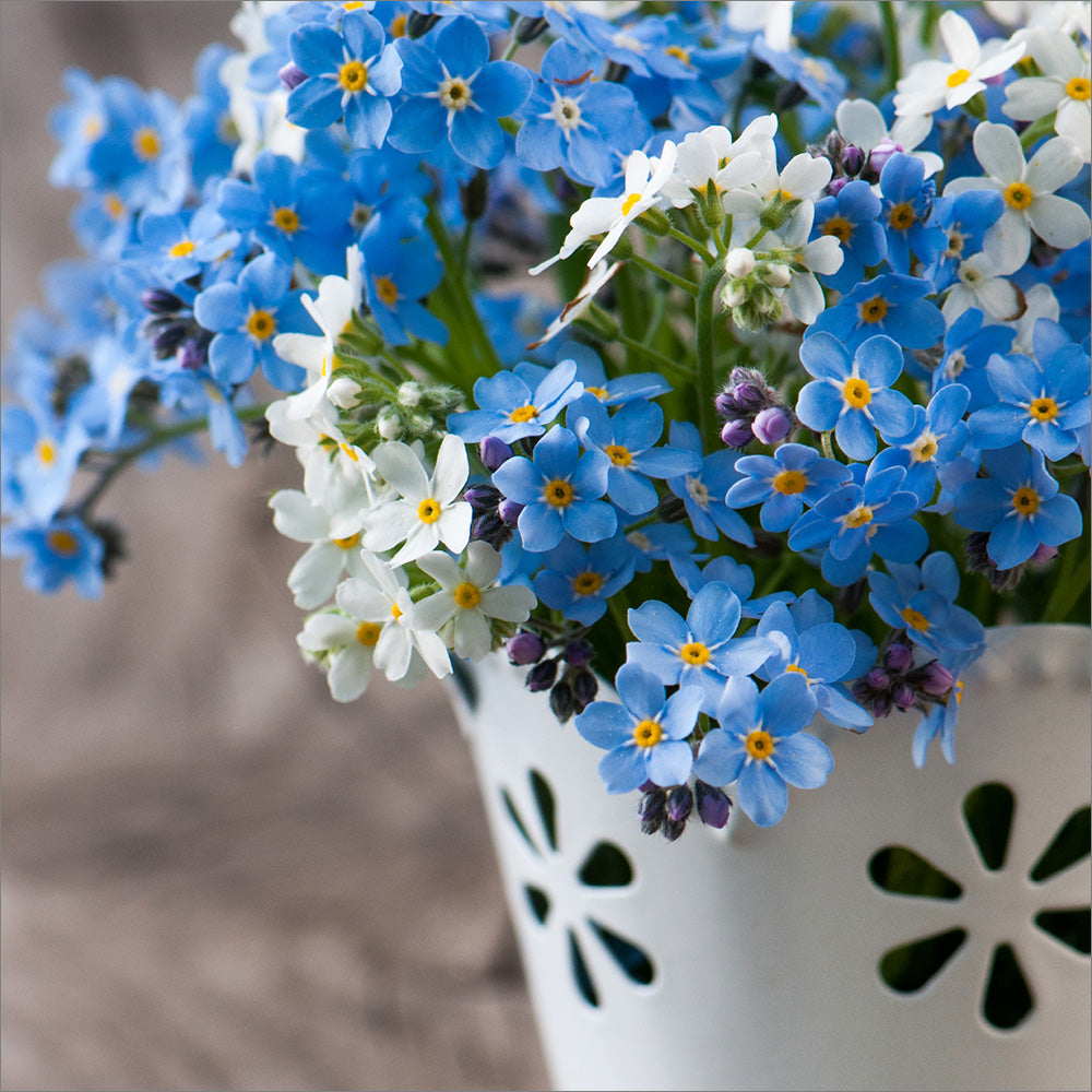Blank Card - Forget-Me-Nots