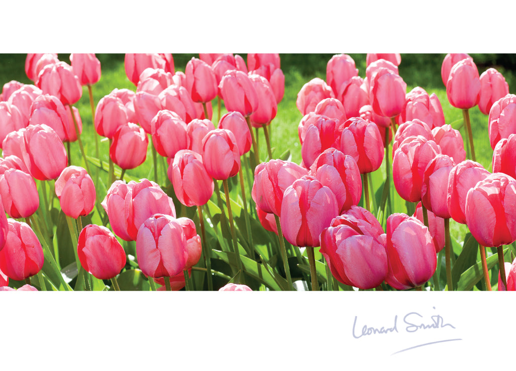 Blank Card - Tulips