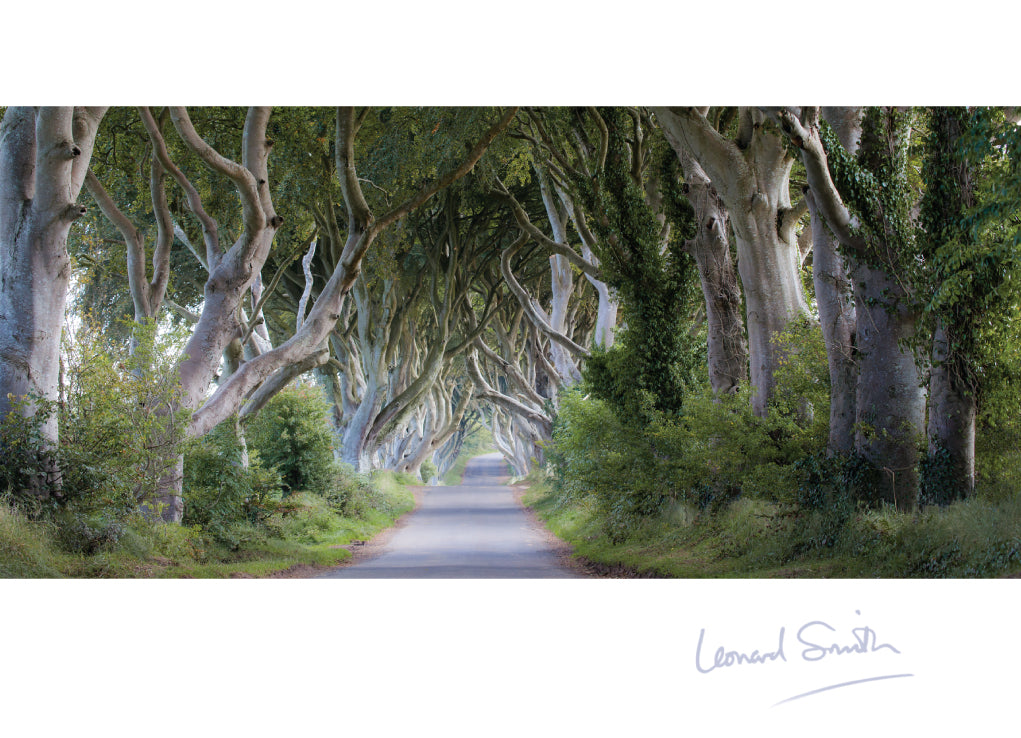 Blank Card - The Dark Hedges