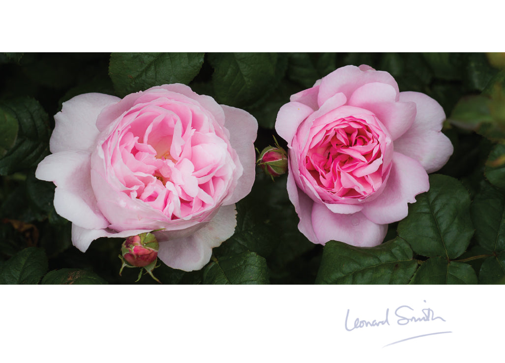 Blank Card - Pink Rose Study