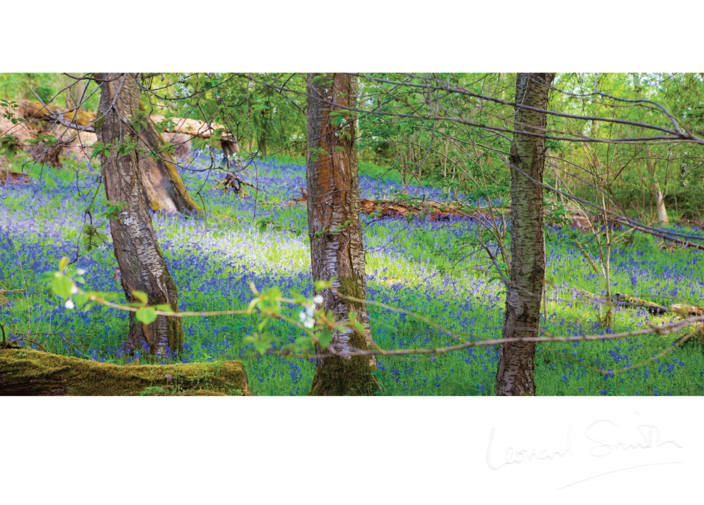 Blank Card - Arger Fen Bluebell Wood