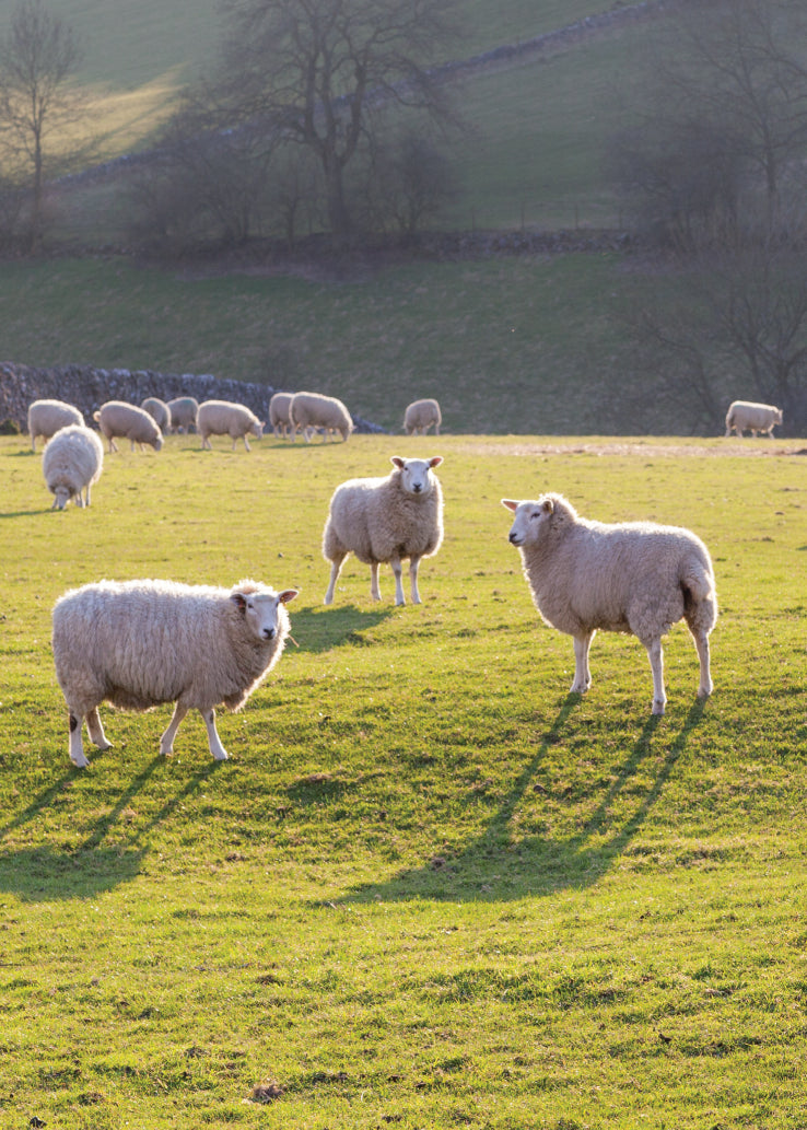 Blank Card - Sheep In Evening Sun