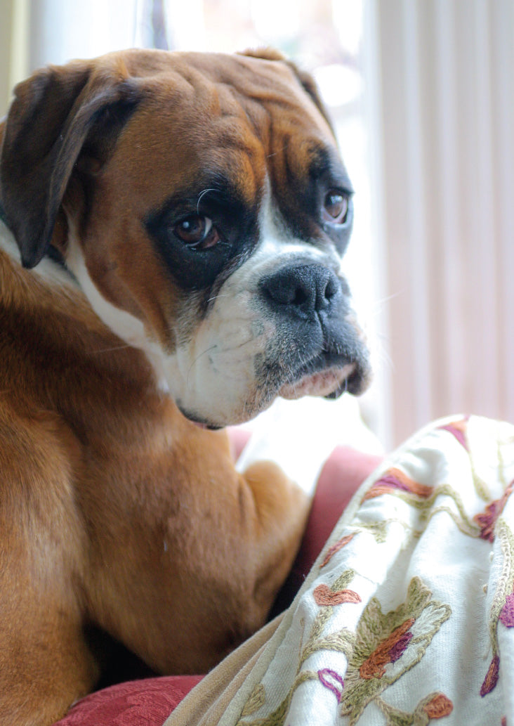 Blank Card - Boxer Dog