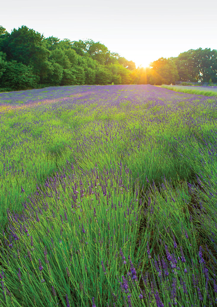 Blank Card - Evening Lavender Field