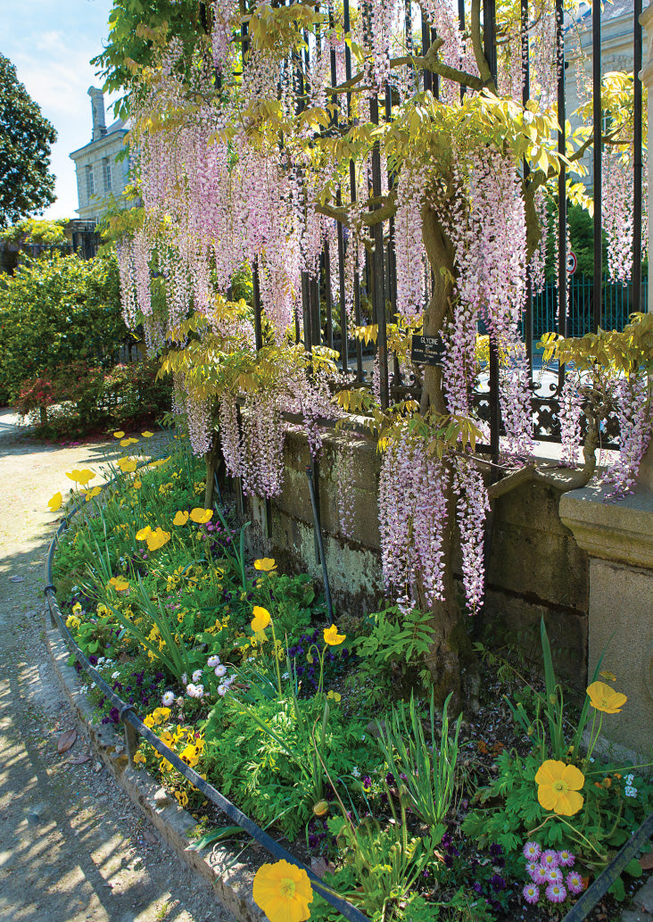 Blank Card - Wisteria, Nantes