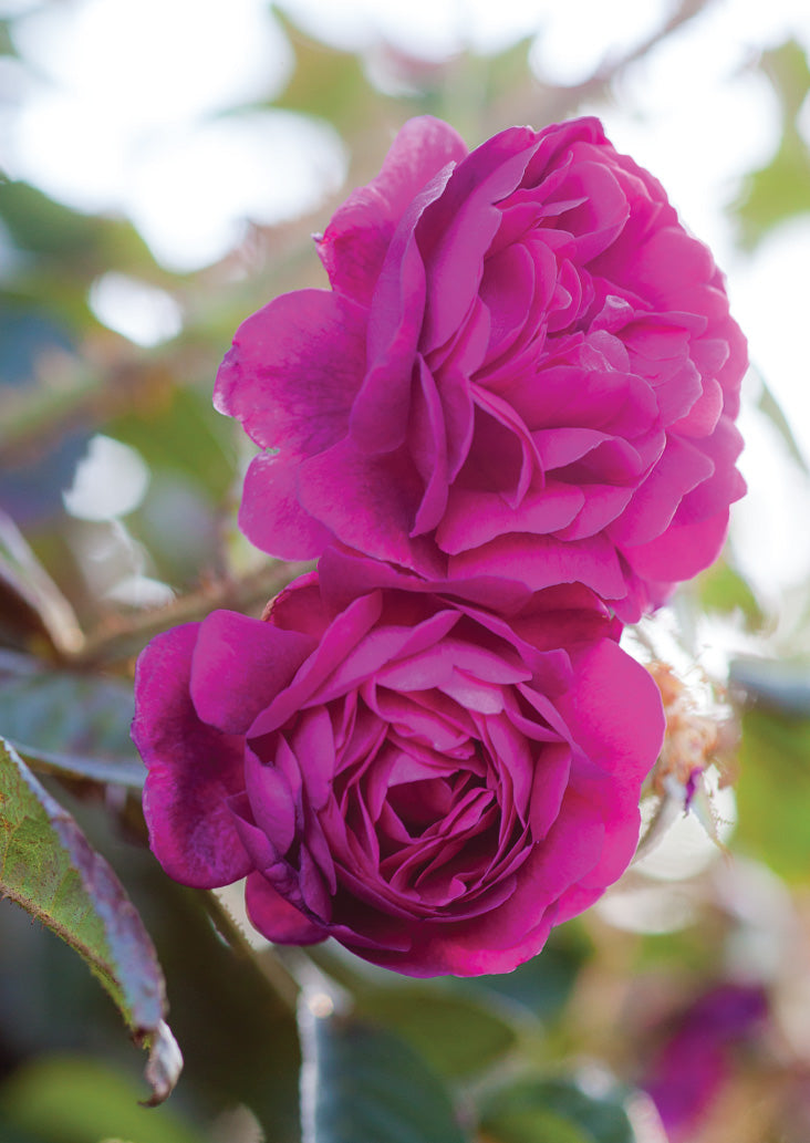 Blank Card - Two Pink Roses