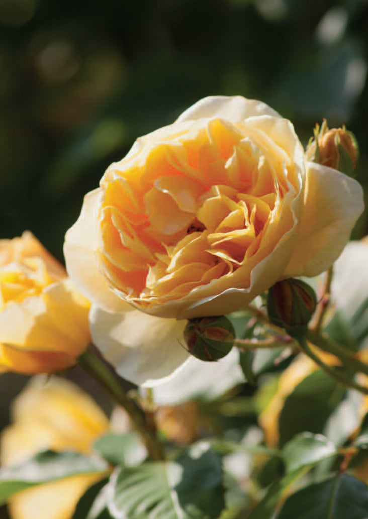 Blank Card - Golden Rose