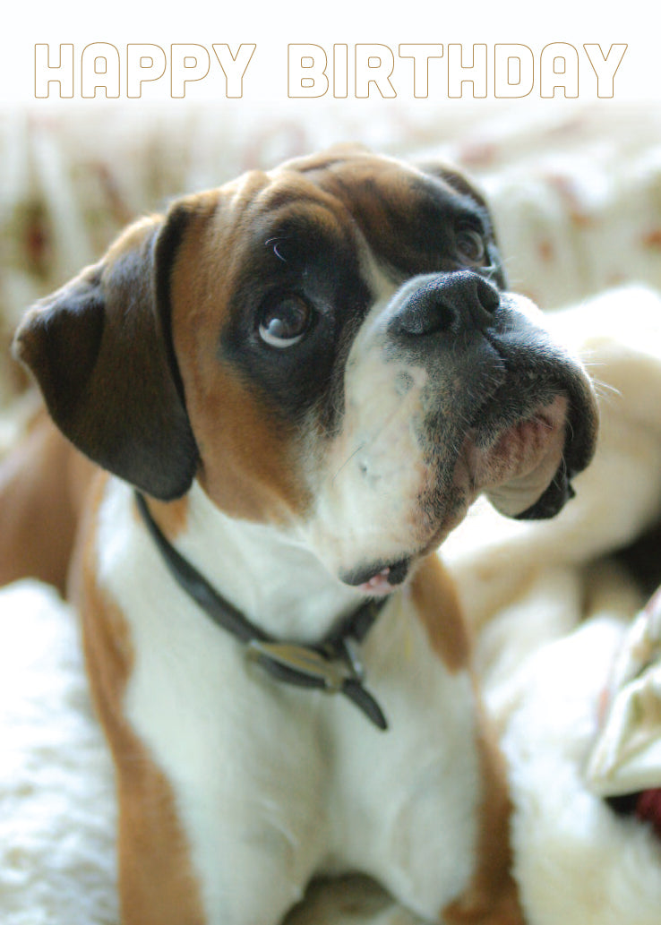 Birthday Card - Boxer