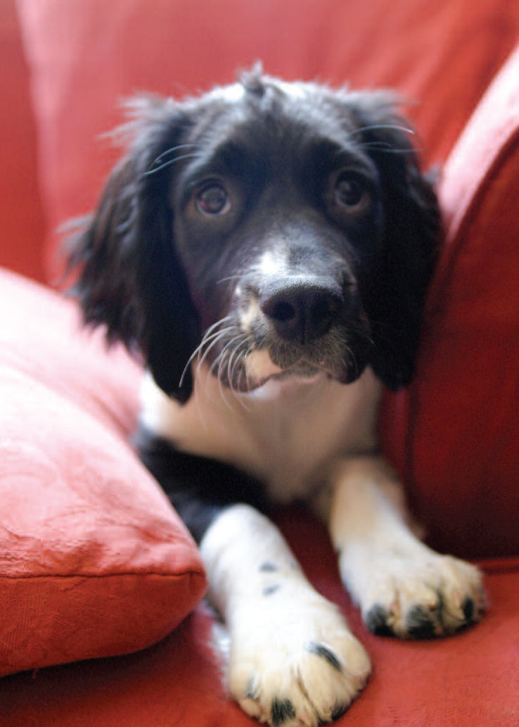 Blank Card - Spaniel On Sofa