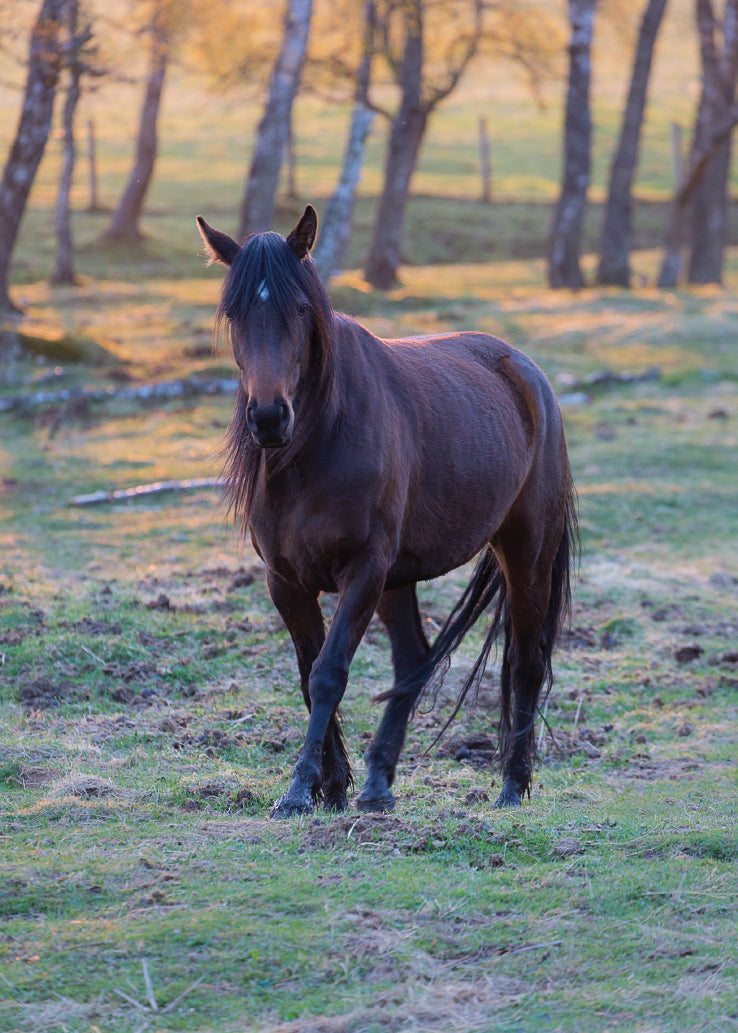 Blank Card - Evening Horse