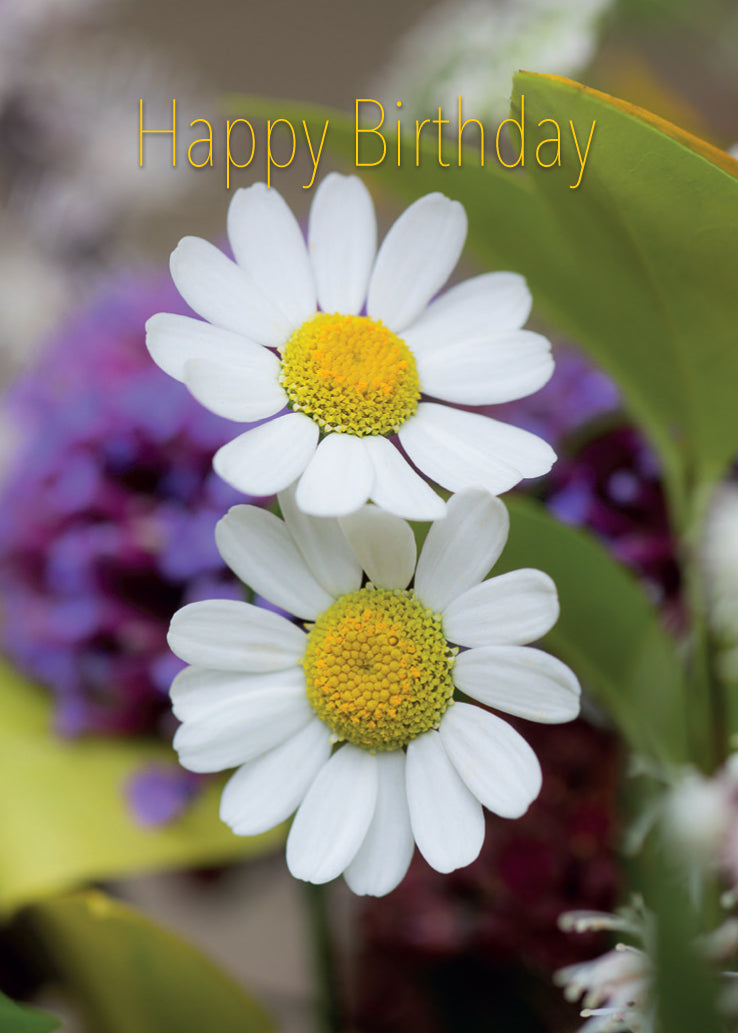 Birthday Card - Close Up Daisies