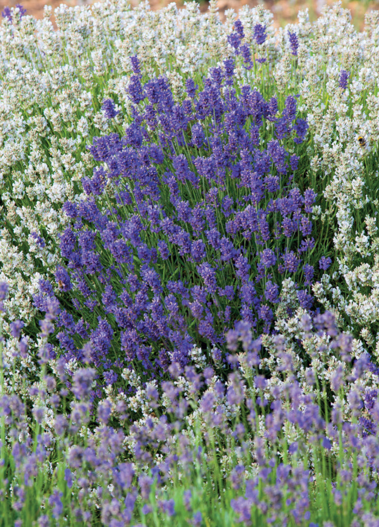 Blank Card - Shades Of Lavender