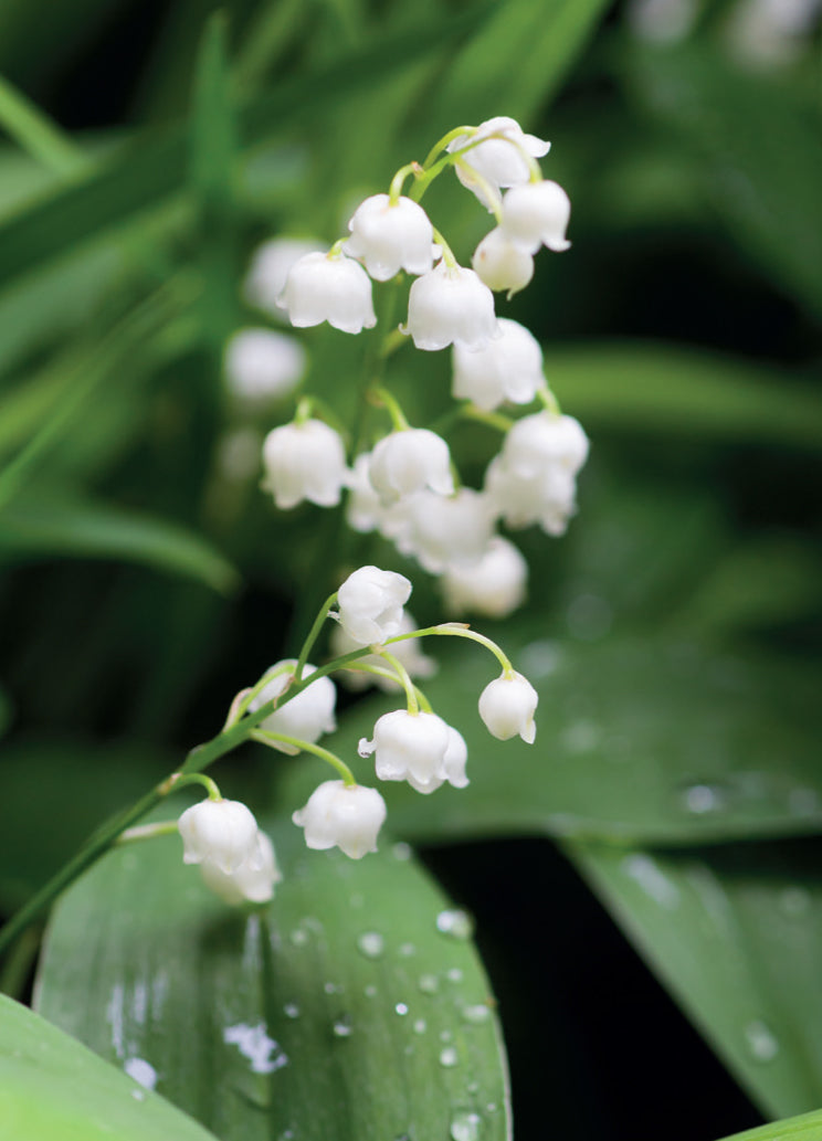 Blank Card - Close Up Lily Of The Valley