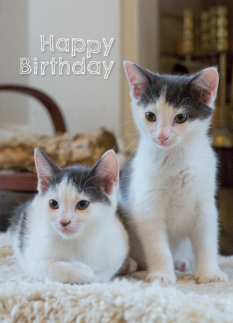Birthday Card - Grey And White Kittens