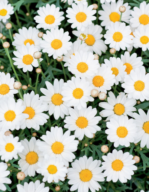 Birthday Card - White Chrysanths Close Up