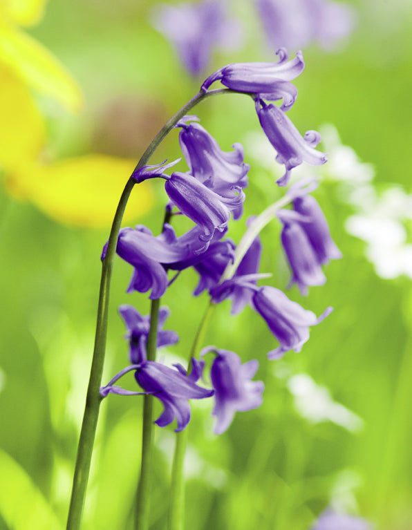 Blank Card - Bluebell Close Up