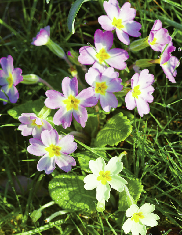 Blank Card - Pink Primroses