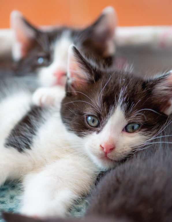 Blank Card - Two Kittens