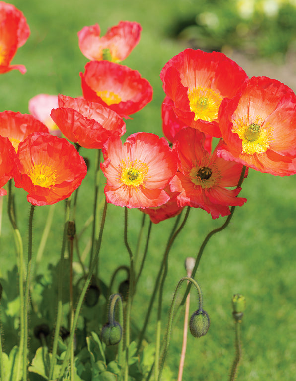 Blank Card - Bright Poppies