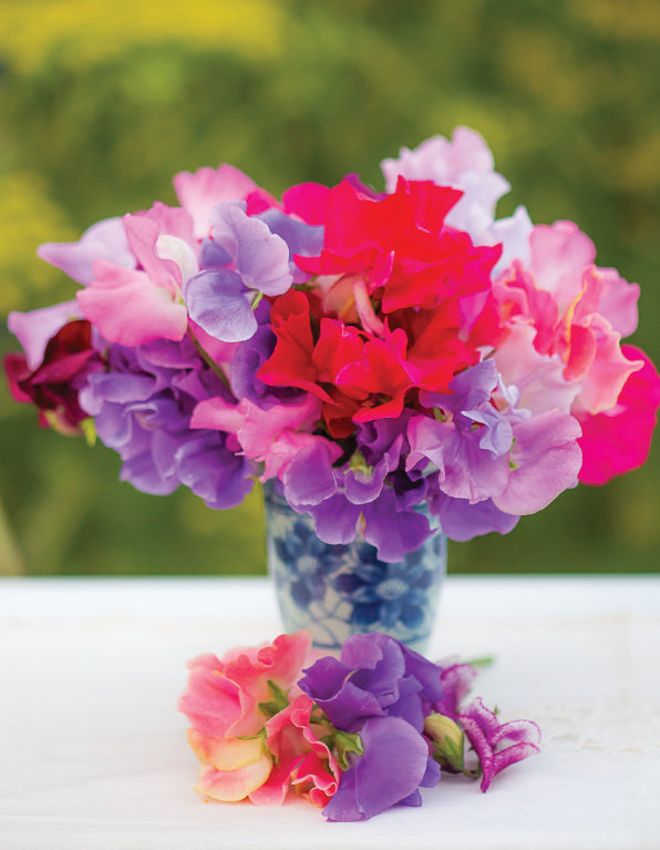 Blank Card - Sweat Peas In Vase