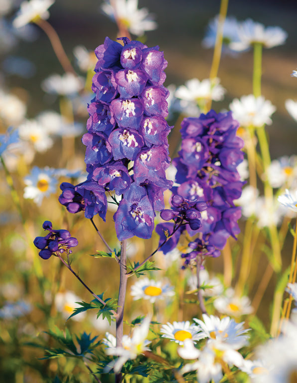 Blank Card - Delphiniums