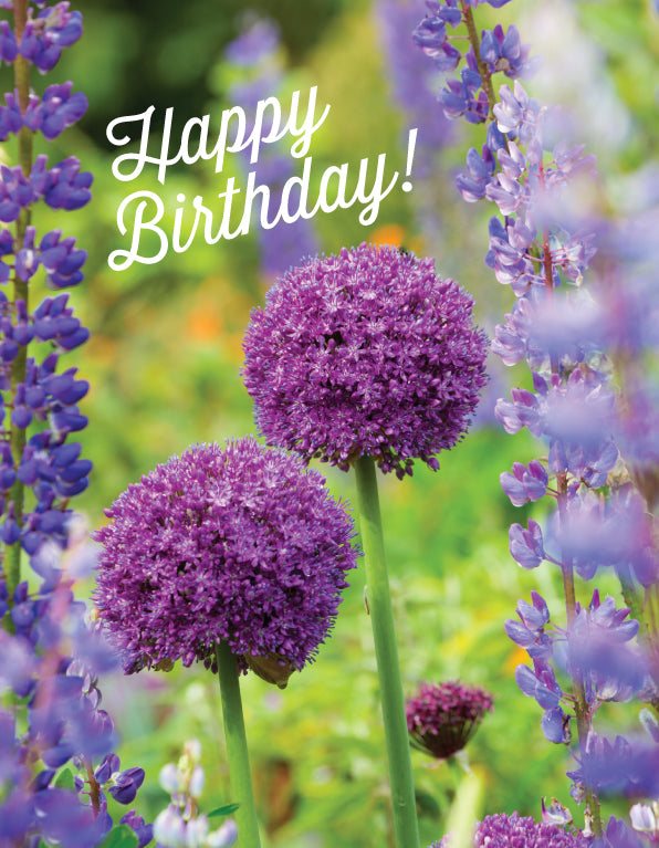Birthday Card - Allium Heads