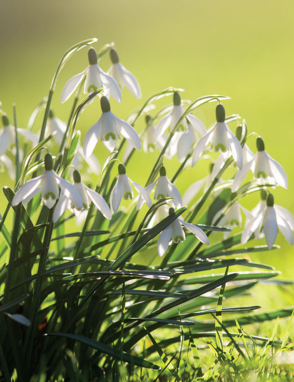 Blank Card - Snowdrops Green Grass
