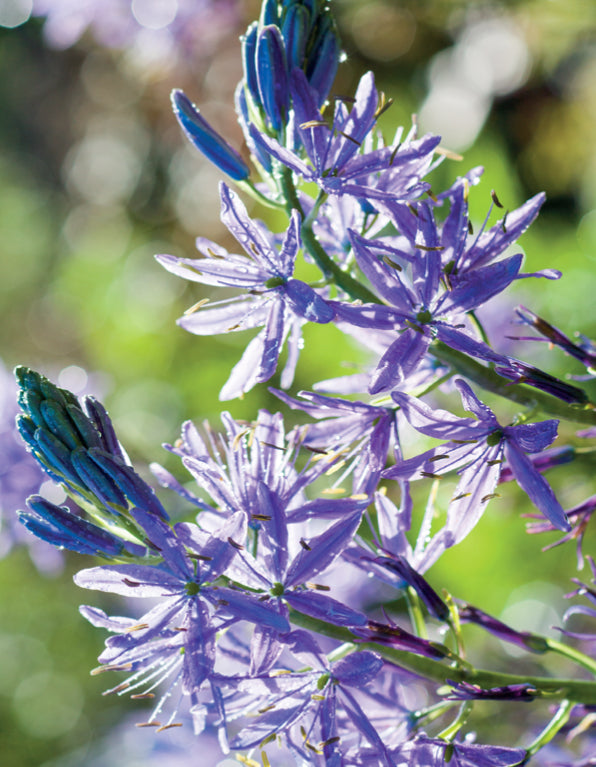Blank Card - Agapanthus