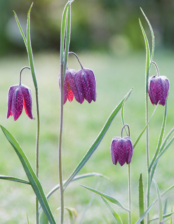 Blank Card - Fritillaries