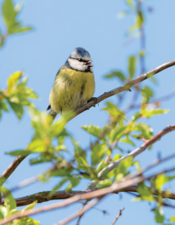 Blank Card - Blue Tit
