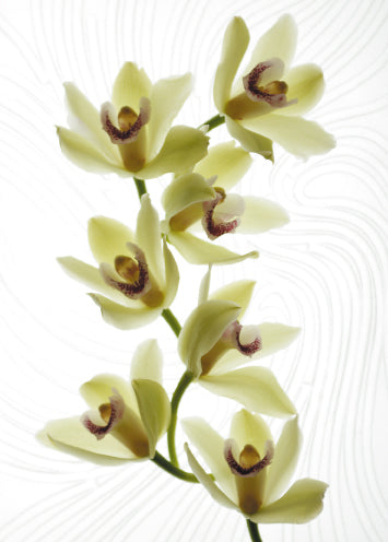 Blank Card - Orchids